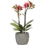 Kolibri Orchids | Phalaenopsis orchidee Diamond Red in Marrakesh pot g...