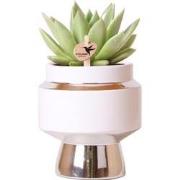 Kolibri Greens | Groene plant - Succulent Echeveria Miranda in Le Chic...