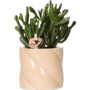 Kolibri Greens | succulent Crassula Hobbit + Painted Stripe pot lila -...