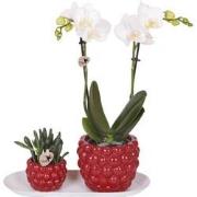 Kolibri Orchids | Plantenset Optimisme small| Groene planten met witte...