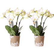 Kolibri Orchids I COMBI DEAL van 2 witte Phalaenopsis orchideeën - pot...