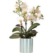 Kolibri Orchids | witte phalaenopsis orchidee Lausanne + Painted Strip...