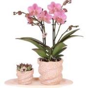 Kolibri Company | Gift set Octopus Pink small | Groene plant met oudro...