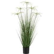 J-line - Cyperus Alternifolius 5 Koppen In Pot Pvc Groen Small - 32x32...