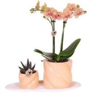 Kolibri Orchids | Gift set Optimism small peach | Groene plant met ora...