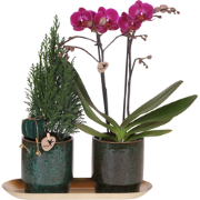 Kolibri Company | Plantenset Kerst | Paarse Phalaenopsis Orchidee More...