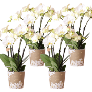 Kolibri Orchids | COMBI DEAL van 4 witte orchideeën - Ghent - potmaat ...