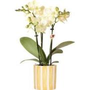 Kolibri Orchids | gele Phalaenopsis orchidee - Mexico + Painted Stripe...