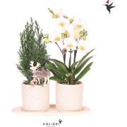 Kolibri Company | Plantenset Diamond Pearl Kerst | Witte Phalaenopsis ...