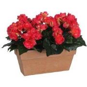 Mica Decorations begonia donkerroze in balkonbak slate - 29x13x25