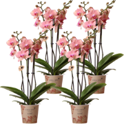 Kolibri Orchids | COMBI DEAL van 4 Phalaenopsis orchideeën - Pirate Pi...