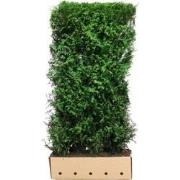 Kant & klaar haag Thuja plicata Martin 200 x 100 cm breed