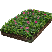 Plantenmat vasteplanten maagdenpalm Vinca Atropurpurea'prijs per 1m2 c...