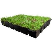 Plantenmat vasteplanten cassette Vetkruid Sedum dak prijs per 1m2 cm C...