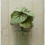 Kunstbegonia op steker 25 cm