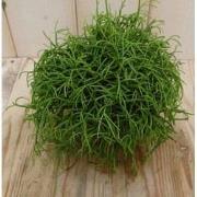 2 stuks! Rhipsalis cassutha