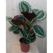 Calathea Medaillon Pauwenplant donkergroen groot blad 60 cm