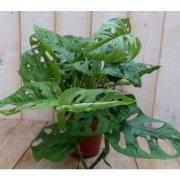 2 stuks - Kamerplant Monstera Mini Gaten