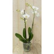 Vlinderorchidee Twee Takken wit 60 cm