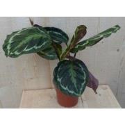 Calathea Medaillon Pauwenplant donkergroen groot blad 30 cm