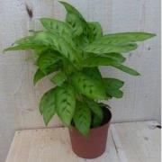 Calathea Leopardina Pauwenplant lichtgroen smal blad 30 cm