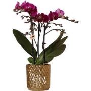 Kolibri Orchids | paarse Phalaenopsis orchidee - Morelia + Diamond sie...