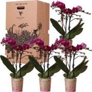 Kolibri Orchids - Surprise box eenkleurig - planten voordeel box - ver...