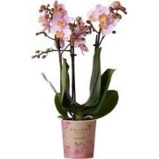 Kolibri Orchids | Roze phalaenopsis orchidee - Andorra - potmaat Ø9cm ...