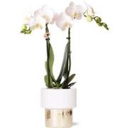 Kolibri Orchids | witte Phalaenopsis orchidee - Amabilis + Lush pot - ...