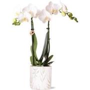 Kolibri Orchids | witte Phalaenopsis orchidee - Amabilis + Leaf pot gr...