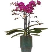 Kolibri Orchids | Paarse phalaenopsis orchidee - Morelia Classy green-...