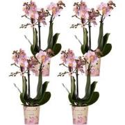 Kolibri Orchids | COMBI DEAL van 4 Roze phalaenopsis orchideeën - Ando...