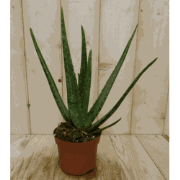 2 stuks! Kamerplant Aloe vera