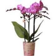 Kolibri Orchids | Paars/ roze Phalaenopsis orchidee - Mineral Vienna -...