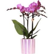 Kolibri Orchids | paarse phalaenopsis orchidee Vienna + Painted Stripe...