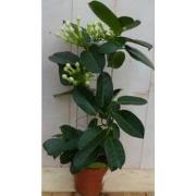 Stephanotis Floribunda