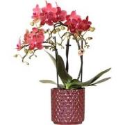 Kolibri Orchids | rode phalaenopsis orchidee Congo + Pearl Pot rood - ...