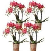 Kolibri Orchids | COMBI DEAL van 4 oranje Phalaenopsis orchideeën - Co...