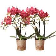 Kolibri Orchids | COMBI DEAL van 2 rode Phalaenopsis orchideeën - Cong...