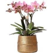 Kolibri Orchids | Roze Phalaenopsis orchidee  Treviso in Groove pot go...