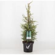 Juniperus communis suecica 75 cm