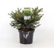 Picea abies nidiformis 30-40 cm