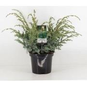 Juniperus chinensis blue alps 55 cm