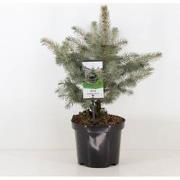 Picea pungens glauca 30-40 cm