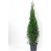 Thuja occidentalis Brabant 125-150 cm Conifeer