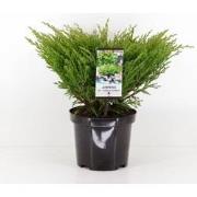 Juniperus hor andorra compact 55 cm