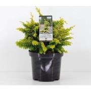 Chamaecyparis obtusa fernspray gold 30 cm