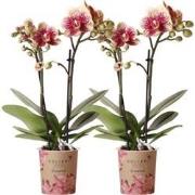 Kolibri Orchids | COMBI DEAL van 2 geel rode phalaenopsis orchideeën -...