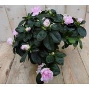 Kamerplant Azalea roze