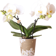 Kolibri Orchids | witte Phalaenopsis orchidee - Jewel Greenland - potm...